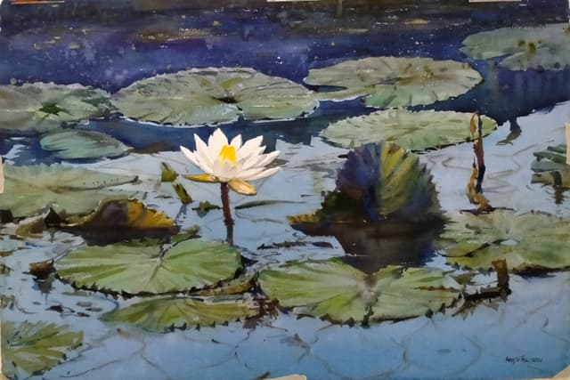 Lotus ( 6 )